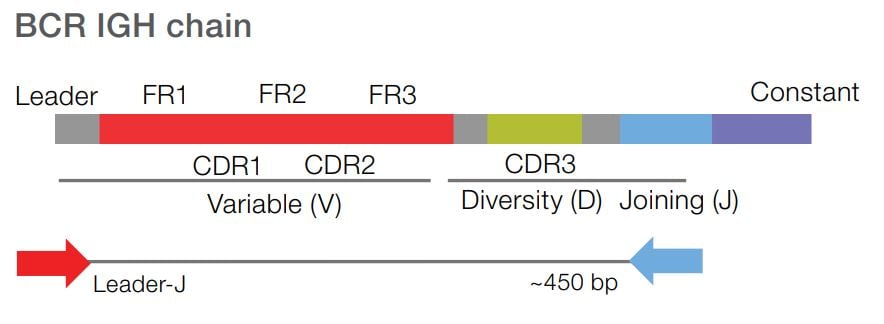 BCR-IGH-chain-slide1