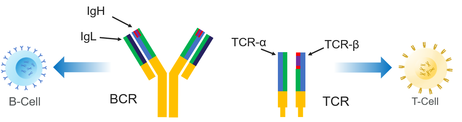 adaptive immune repertoire sequencing data repositiry adaptive immune repertoire sequencing data repositiry