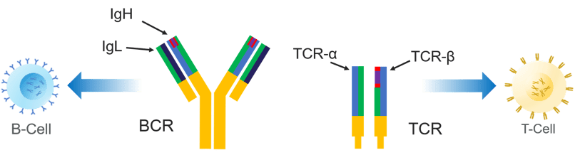 BCR-TCR