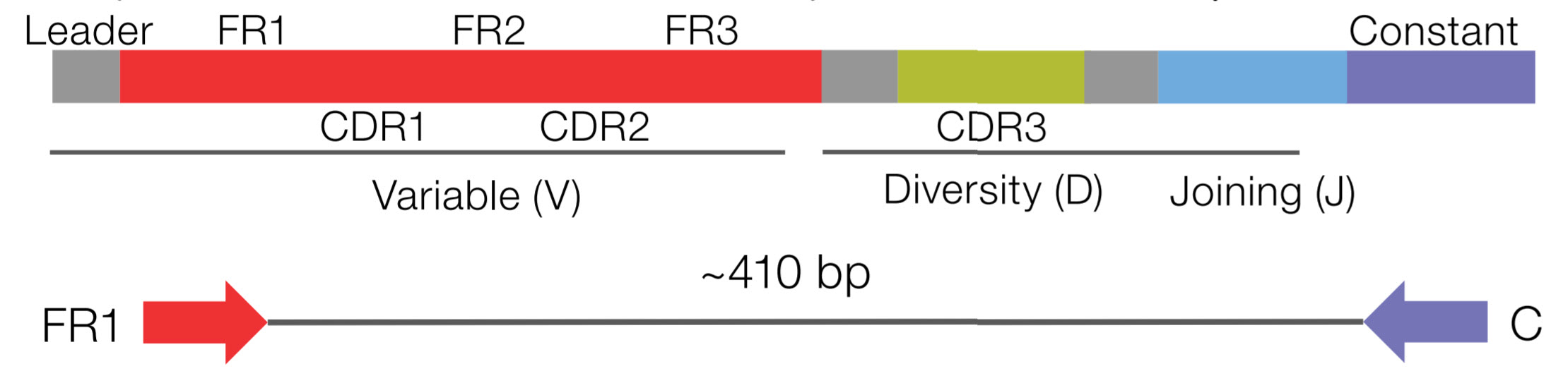 immune repertoire sequencing immune repertoire sequencing