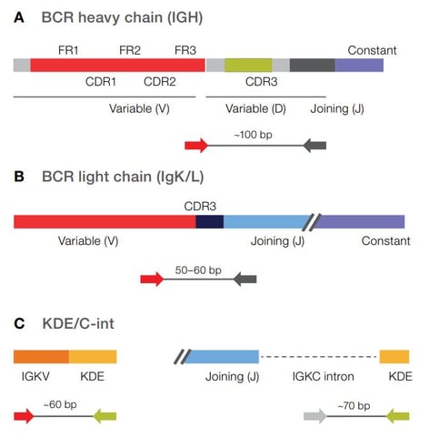 Oncomine-BCR-Pan-Clonality-Assay-Slide1