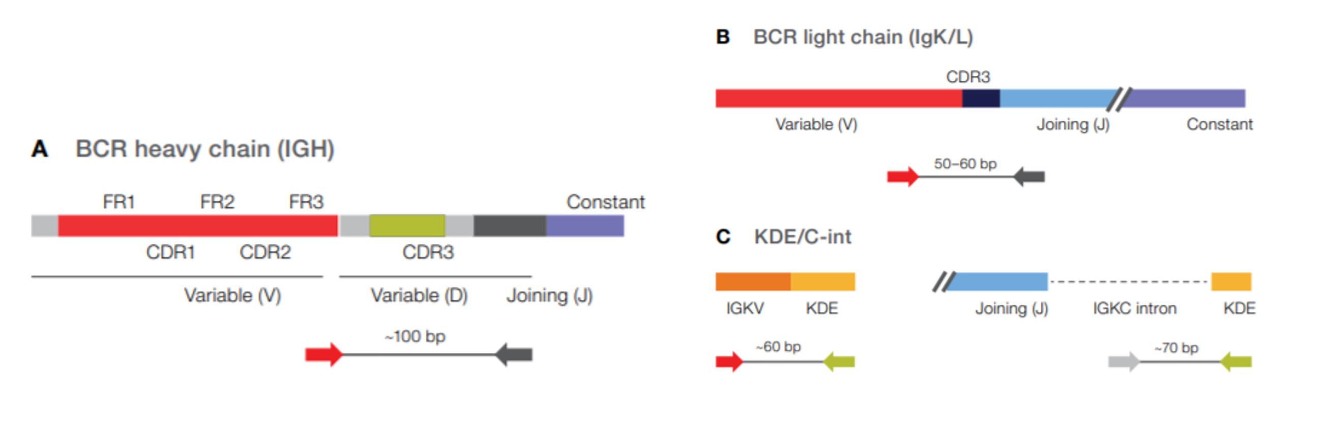 immune repertoire sequencing immune repertoire sequencing