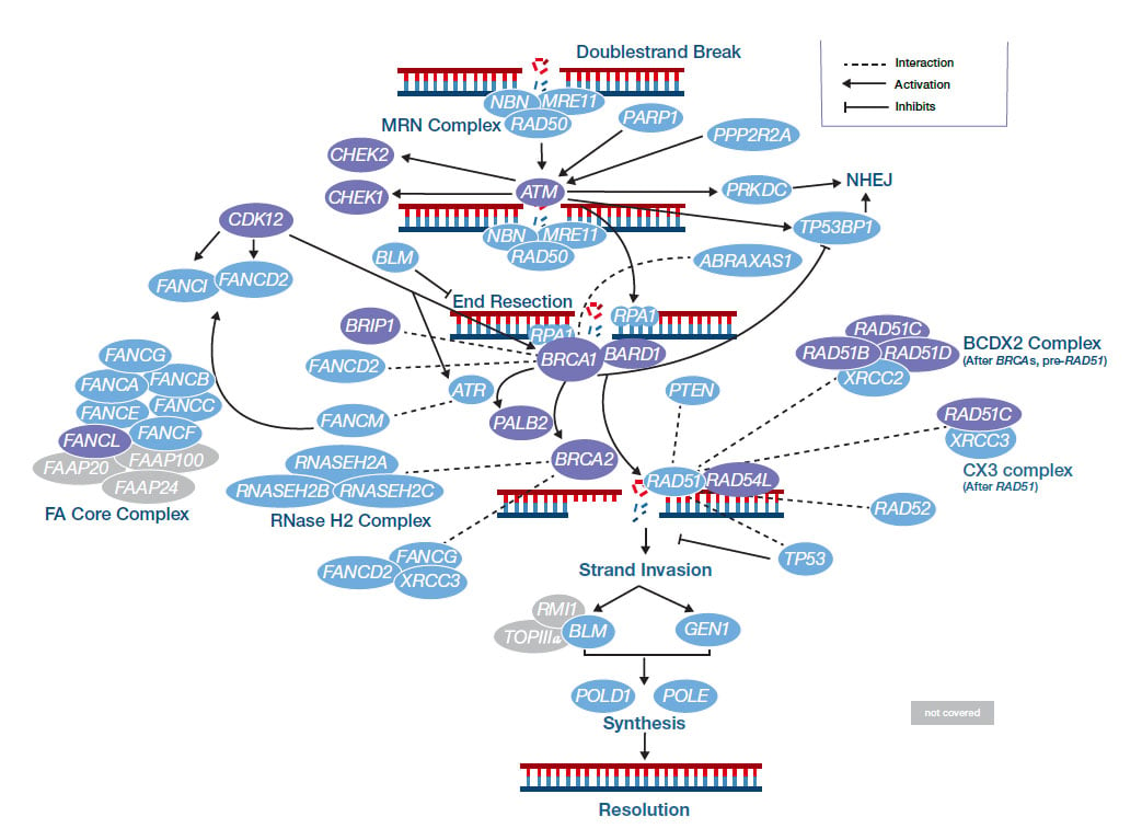 hrr-pathway